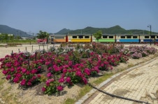 영동군 추풍령급수탑공원, 코로나19 달래는 장미꽃 활짝