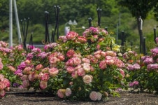 영동군 추풍령급수탑공원, 코로나19 달래는 장미꽃 활짝