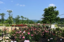 영동군 추풍령급수탑공원, 코로나19 달래는 장미꽃 활짝