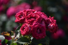 영동군 추풍령급수탑공원, 코로나19 달래는 장미꽃 활짝