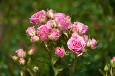 영동군 추풍령급수탑공원, 코로나19 달래는 장미꽃 활짝