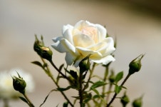 영동군 추풍령급수탑공원, 코로나19 달래는 장미꽃 활짝