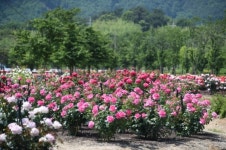 영동군 추풍령급수탑공원, 코로나19 달래는 장미꽃 활짝