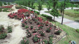 영동군 추풍령급수탑공원, 코로나19 달래는 장미꽃 활짝