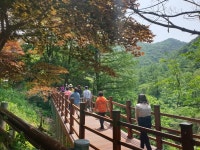 증평군, 좌구산휴양림 단풍나무 숲길 개통