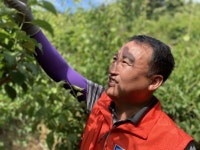 지리산청학농협, 임직원, 매실수확 일손돕기 구슬땀