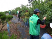 직장새마을운동청주시협의회, 농촌 일손돕기