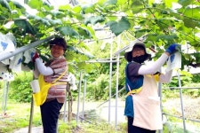 영동군, 9988 행복나누미 포도봉지싸기 봉사 활동 실시