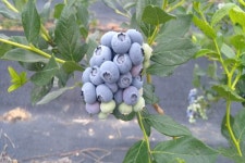 [충청북도 잇다팜]준이네 블루베리 농장,  아버지 민성기- 아들 민준호