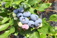 [충청북도 잇다팜]준이네 블루베리 농장,  아버지 민성기- 아들 민준호