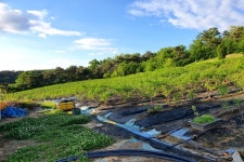 [충청북도 잇다팜]준이네 블루베리 농장,  아버지 민성기- 아들 민준호