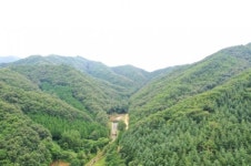 영동군, 편백치유 숲... 52년 나무사랑 이야기