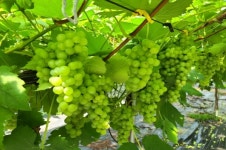 [카메라뉴스] 영동군, 산막와이너리 포도밭