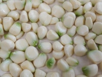 보은군 홍산 마늘 재배농가 이마트 깐마늘 납품