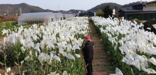 여수시, 돌산갓 품질개선 지원