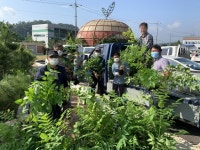 영동군, 미래 양봉산업 밀원수 쉬나무 무료 분양