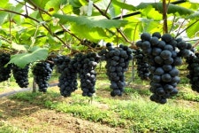 [포커스] 영동군, 황산포도마을 김종기 위원장