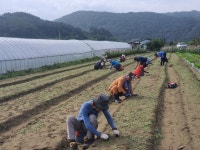 영동군 용산면 한석리 동화마을협의회, 생산적 일손봉사
