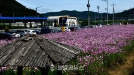 [카메라 뉴스] 하동 북천역 코스모스 만발
