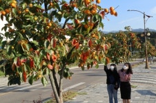 감고을 영동, 지역 곳곳마다 연주황빛 감이 주렁주렁