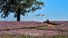 [포토특집] 안성팜랜드 코스모스 절정