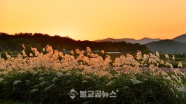 [불교공뉴스 창간10주년 특집] 코스모스 노을에 취하다