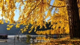 물안개 피어나는 노란 은행나무 길