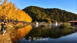 물안개 피어나는 노란 은행나무 길