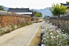 슬로시티 담양, 창평면 삼지내마을 구절초 만개