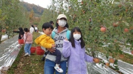 백봉초, 교육공동체가 어울려 사과 따기 체험 실시