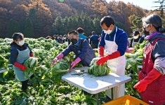 꽃동네 김장 자원봉사 팔 걷어붙인 맹동면