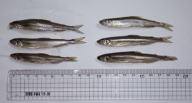 충북내수면산업연구소 빙어 수정란 이식