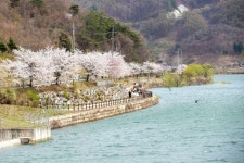 증평 삼기저수지 등잔길 봄 비대면 안심관광지 25선