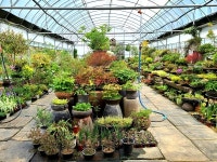 [영상뉴스] 보은군, 속리산 하늘빛식물원 야생화