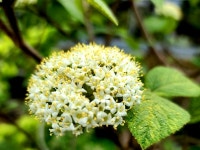 [영상뉴스] 보은군, 속리산 하늘빛식물원 야생화