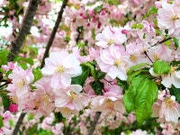 [영상뉴스] 보은군, 속리산 하늘빛식물원 야생화