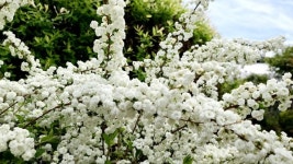 [영상뉴스] 보은군, 속리산 하늘빛식물원 야생화