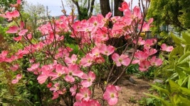 [영상뉴스] 보은군, 속리산 하늘빛식물원 야생화