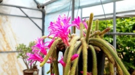 [영상뉴스] 보은군, 속리산 하늘빛식물원 야생화