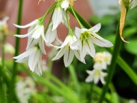 [영상뉴스] 보은군, 속리산 하늘빛식물원 야생화