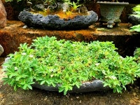 [영상뉴스] 보은군, 속리산 하늘빛식물원 야생화