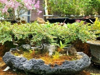 [영상뉴스] 보은군, 속리산 하늘빛식물원 야생화