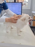 옥천군, 개 광견병 예방접종 실시