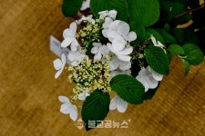 봄을 보고 희망을 보고. 충북 청남대 영춘제 개최