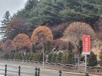 안동시,태화중앙로 가로수 수종갱신 시범사업실시