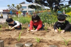 옥천 삼양유치원, 텃밭 가꾸며 바른 인성을 길러요
