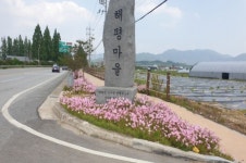 [포토] 담양 고서면, 분홍달맞이꽃