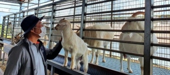 [힐링명소] 제주 남원읍 토종흑염소체험목장