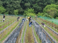 보은군 수한면 직원, 농가 일손지원에 팔 걷어 붙여
