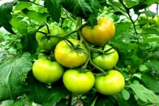 [잇다팜] 유기농 토마토(tomato)농장 희원농원 정용훈 대표